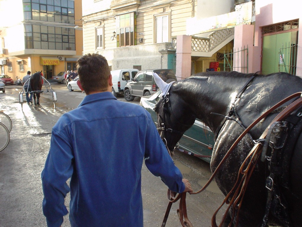 Häst på väg från stallet till banan2, Malta.
