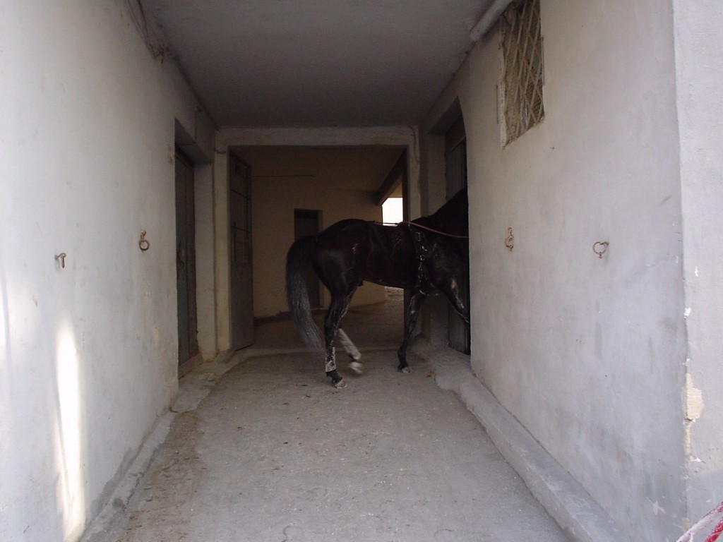 Häst på väg in i stallet/boxen, Malta